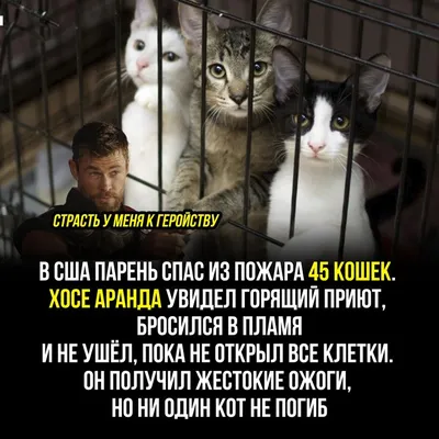 Издательство АСТ Коты и кошки Цветовой квест по номерам