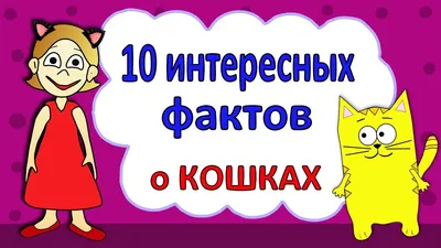 Мейн-кун: особенности внешности и характера, правила ухода за породой