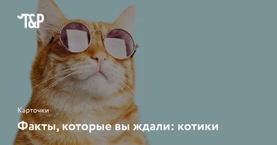 Интересные факты о котиках