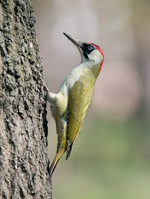 PDF) Checklist of the birds of [the] Russian Federation