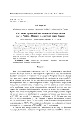 ВСЁ О ТИГРАХ, ПРОИСХОЖДЕНИЕ, ИСТОРИИ, 60 ИНТЕРЕСЫХ ФАКТОВ. Часть 1. | КАКАЯ  ЖИЗНЬ, ТАКИЕ И РАССКАЗЫ | Дзен