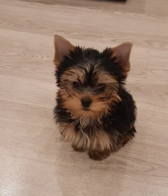 йоркширский терьер: 11 тыс изображений найдено в Яндекс.Картинках |  Yorkshire terrier puppies, Yorkie dogs, Yorkshire terrier grooming