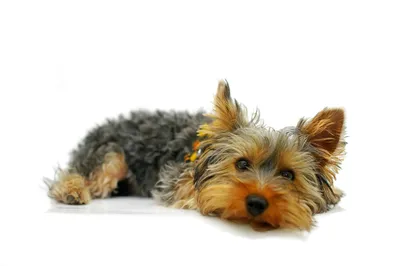 Самые маленькие собаки в мире | Субботина Бусинка | Дзен