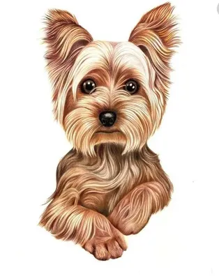 Картинки животное, собака, пёс, йоркшир, йоркширский терьер, корзинка, боке  - обои 1280x1024, картинка №323279