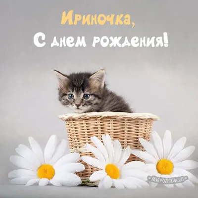 котенок в корзинке - Ириночка, С днем рождения! | Смешные поздравительные  открытки, Сестренки, С днем рождения