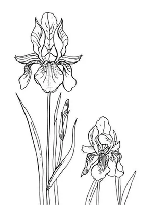 Iris Flowercoloring книга антистресс для детей и взрослых. иллюстрация на  белом фоне. Иллюстрация вектора - иллюстрации насчитывающей линия,  изолировано: 218151217