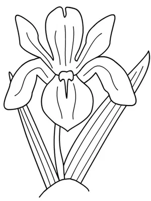 Раскраска цветок Ирис распечатать онлайн | RaskraskA4.ru