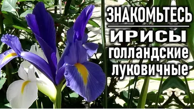 Iris Bed | Iris flowers garden, Diy garden fountains, Iris garden