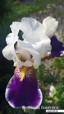 Знакомьтесь! ИРИСЫ ЛУКОВИЧНЫЕ ГОЛЛАНДСКИЕ Очень изящные и красивые цветы -  YouTube