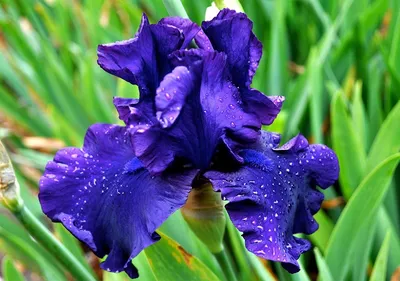 Ирис сибирский ( Iris sibirica) - «Ирис сибирский - красивый цветок. Но  добиться роскошного цветения непросто» | отзывы