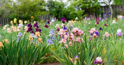 Ирис бородатый (Iris barbata) - «Травянистые многолетники. Отлично украсят  участок дома, своими пестрыми цветами. Главное, чтобы не украли 😅» | отзывы