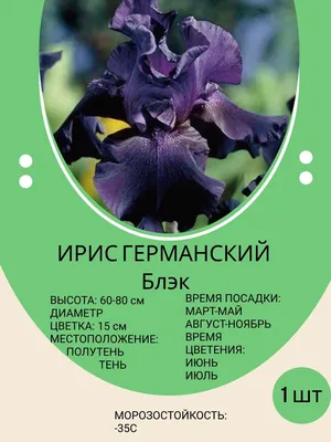 Ирис Афтенун ин Рио (Iris Afternoon In Rio) – купить саженцы ирисов в  питомнике в Москве