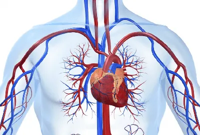 Ишемическая болезнь сердца – причины развития, симптомы и лечение — клиника  «Добробут»