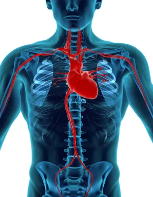 Ишемическая болезнь сердца: симптомы, профилактика и лечение.