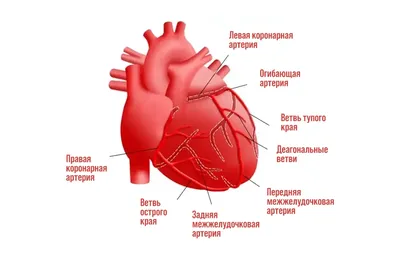 Ишемическая болезнь сердца: причины, симптомы, факторы риска, методы  диагностики и лечения