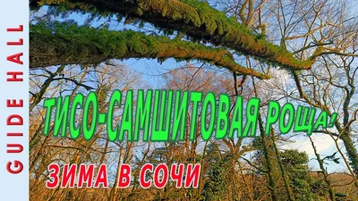 Фотография с Юбеей: добавьте свежести в свой дом