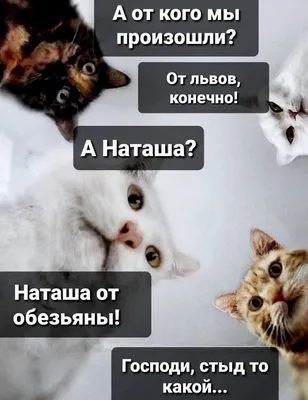 приколы вконтакте (ВКонтакте, ВК) :: интернет / смешные картинки и другие  приколы: комиксы, гиф анимация, видео, лучший интеллектуальный юмор.