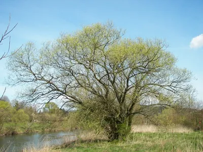 Ива ломкая: красота дерева на фото