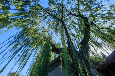 Фото Ива ломкая: мощь и красота дерева