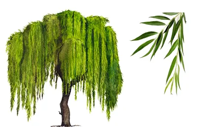 Ива ломкая: изображение дерева, которое перенесет вас в природу