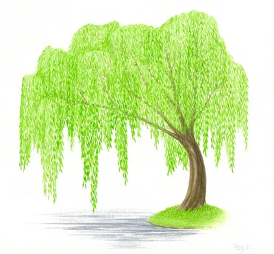 Фото Ивы остролистной: узнайте больше о значении этого дерева