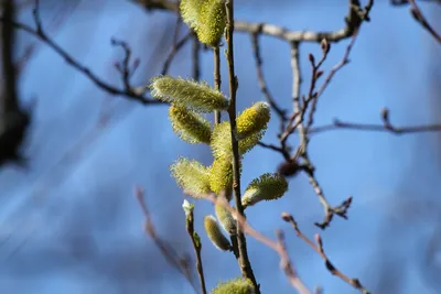 Фото Ива волчниковая: зеленое дерево, которое придает спокойствие