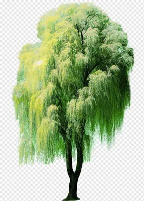 Фото Ивы в зеленой листве