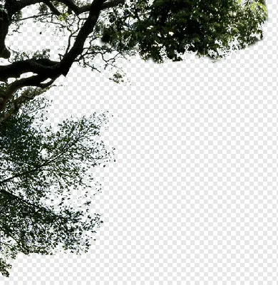 Фотография Ивы: зеленый лес вокруг