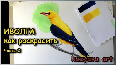 Как живёт иволга: 9 интересных фактов о небольшой птице лимонного цвета |  Приключения натуралиста | Дзен