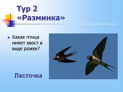 Иллюстрированная Энциклопедия Птиц (PDFDrive) | PDF