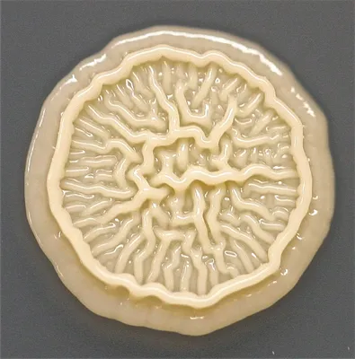 Увеличенные изображения микробов на руках