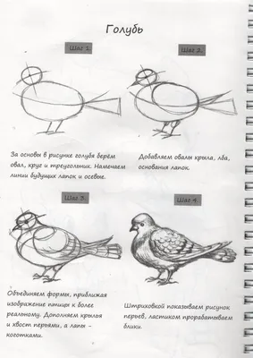 Как нарисовать птиц? Простые уроки рисования для детей! | Педагог-психолог  Елена | Дзен