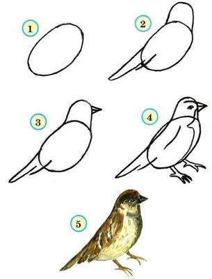 Как нарисовать чижа карандашом, красками поэтапно? | Рисование, Рисовать,  Птица акварелью