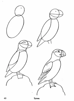 Как рисовать птиц | Рисовать, Рисунки животных, Как рисовать