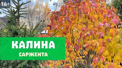 Картинка, которая заставит ваши гости восхищаться красотой калины.