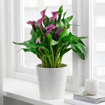 Калла - королева комнатных растений: изображение