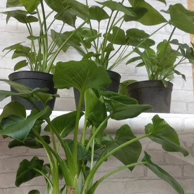 Калла: фото растения, которое добавит в ваш дом красоты и гармонии