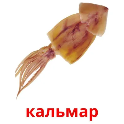 кальмары