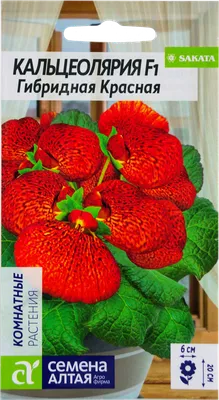 Кальцеолярия в фокусе: миниатюрная красота природы