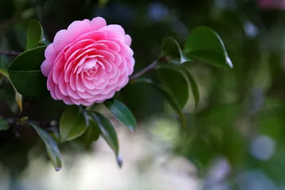 Фотография камелии: красота в каждом цветке