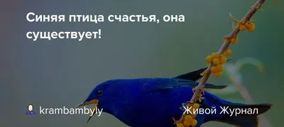 Гладиолус Птица Счастья — BlossomDay