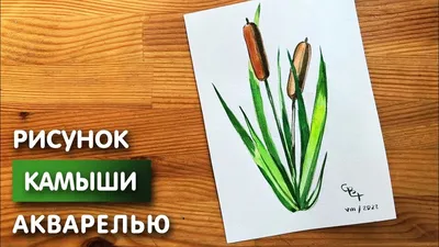 Раскраски Камыш для детей: распечатать бесплатно или скачать