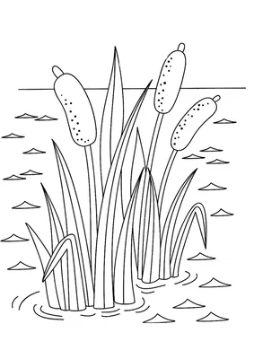 Камыши рисунок на озере - 60 фото