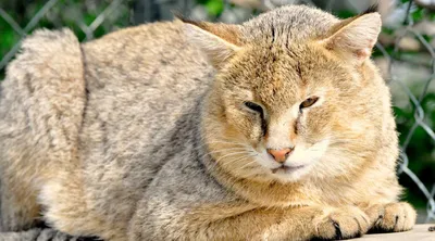 Дикий камышовый кот — домашний тиран за большие деньги - Кот, пёс и я