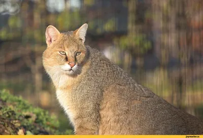 Московский зоопарк/Moscow Zoo - Наш камышовый кот Заури – один из самых  харизматичных обитателей зоопарка. Фотографам удавалось подлавливать  множество разных выражений его усатой мордочки. Неизменно одно – на всех он  смотрит немного