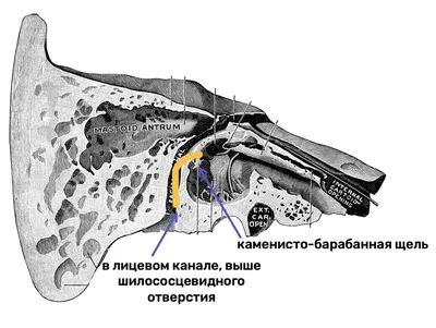 КАНАЛЫ ВИСОЧНОЙ КОСТИ или как понять одну из неЛЮБИМЫХ тем  студентов-медиков� | Медвуза | Медвуза