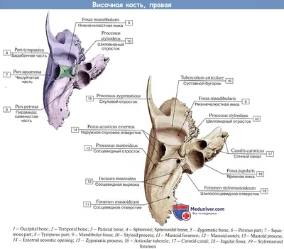 Анатомия: Височная кость