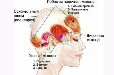 Тройничный нерв и ВНЧС – Остеопатія Україна