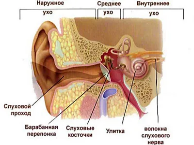 Височные кости по Шюллеру,Майеру | Портал радиологов