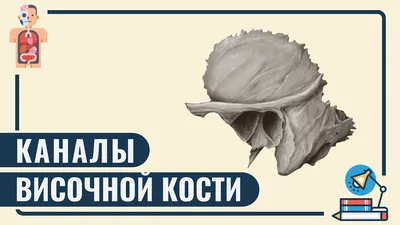 Череп иллюстрации : нормальная анатомия | e-Anatomy